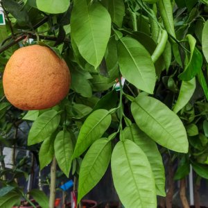 Grapefruit (Citrus × paradisi) ´MARSH´ - výška 100-140 cm, kont. C10L